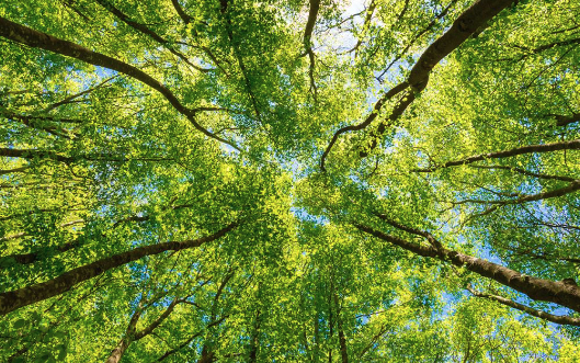L'impact des réglementations environnementales sur les entreprises 